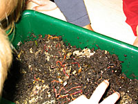 worms in bin